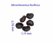 Micranthocereus flaviflorus GC.jpg